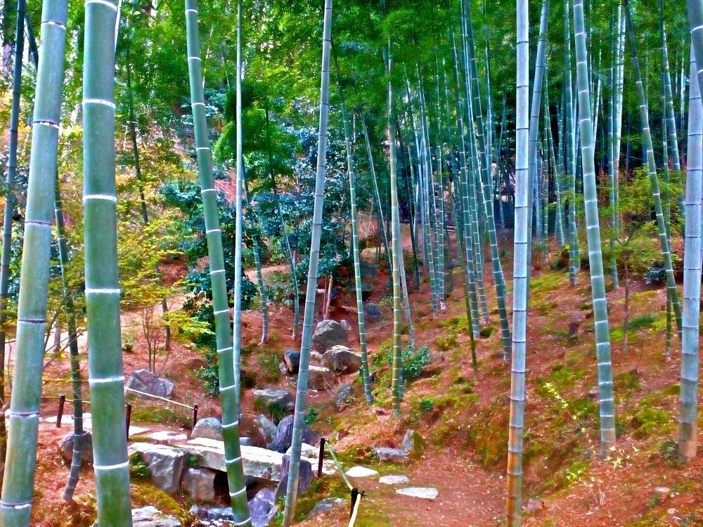 Bambusrør ved Jojakkoji-templet i Kyoto (2017)